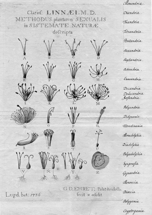 Carl von Linnés Sexualsystem der Pflanzen in einer Zeichnung von Georg Dionysius Ehret, aus »Genera Plantarum«, Leiden 1737